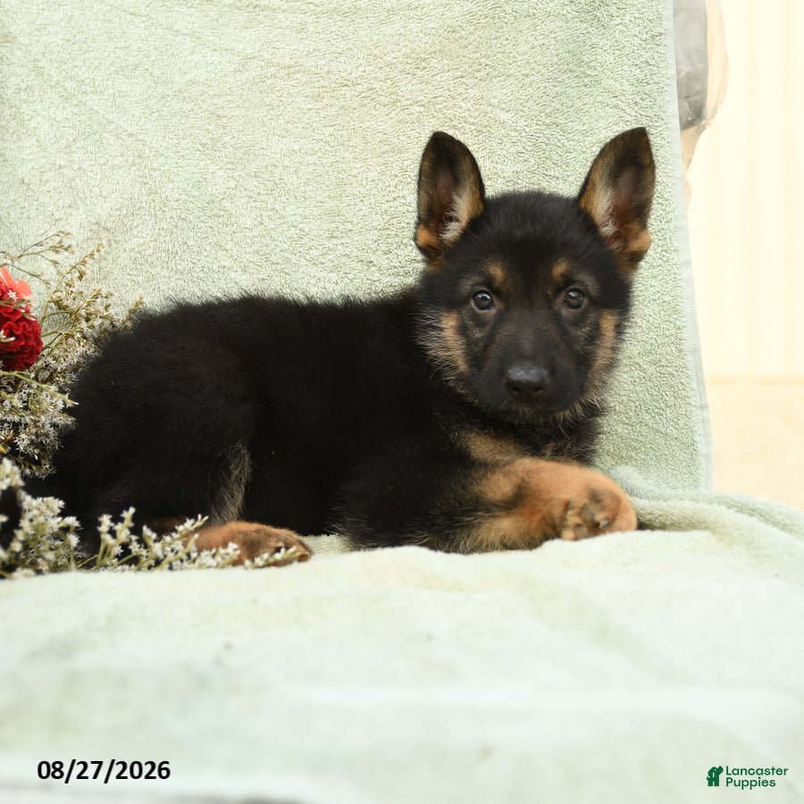German Shepherd dogs Otto - Ad 2