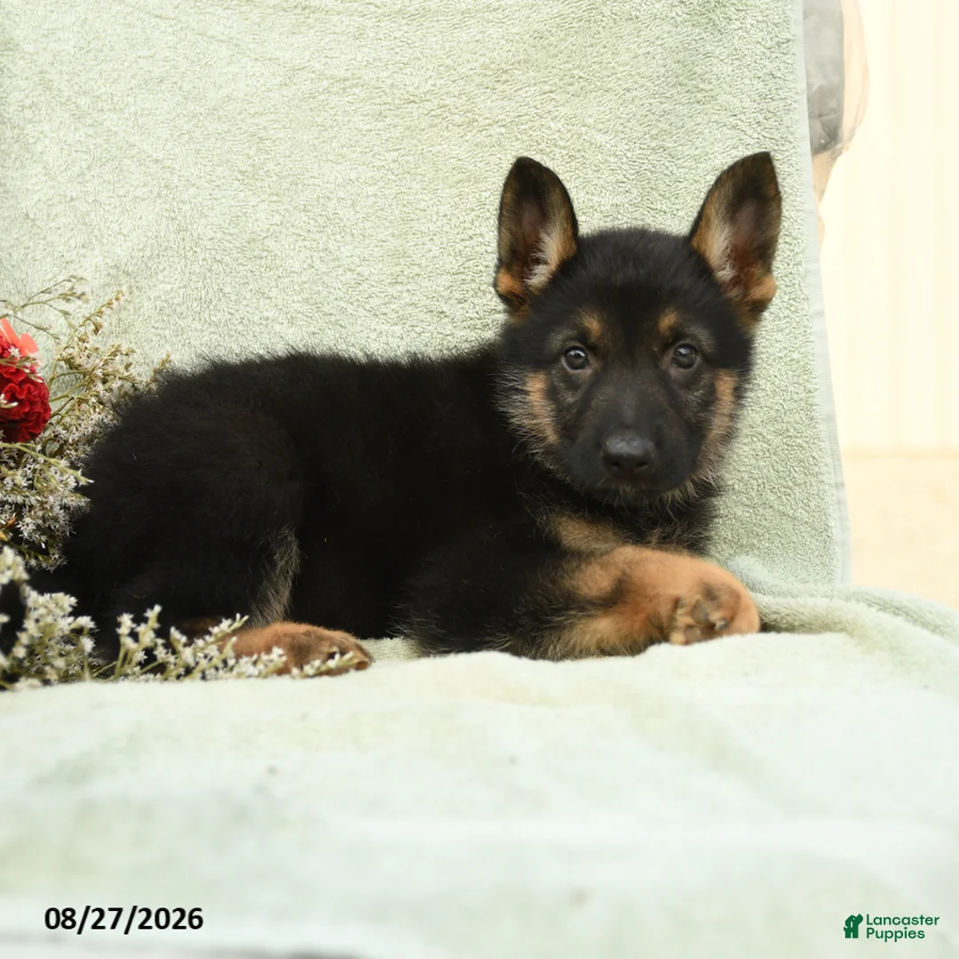 German Shepherd dogs for sale: Otto - Ad 2