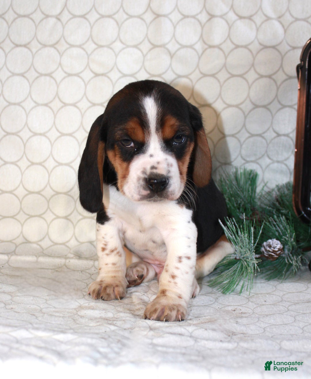 Beagle dogs for sale: Mason - Ad 4
