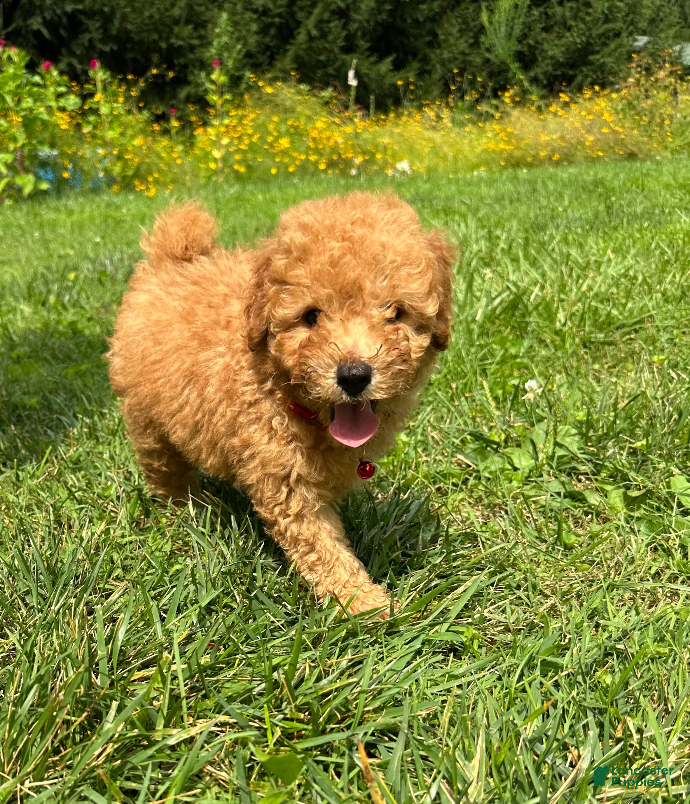 Miniature Poodle dogs Sammy - Ad 1