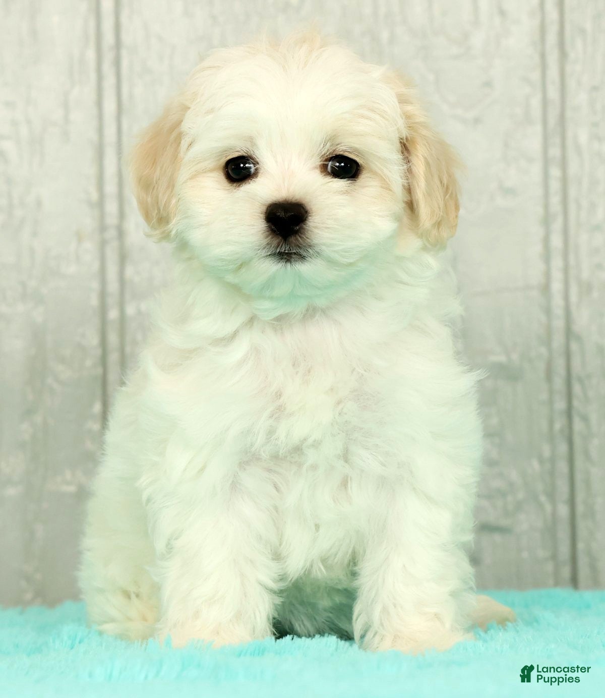 Maltese dogs Betsy - Ad 2