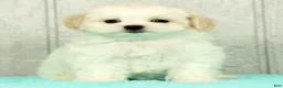Maltese dogs for sale: Betsy - Ad 2