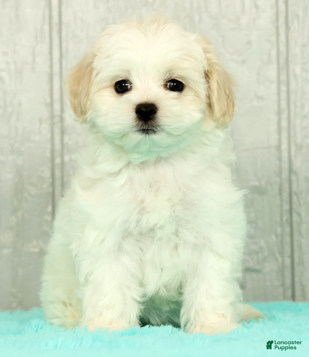 Maltese dogs for sale: Betsy - Ad 2