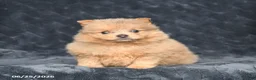Pomeranian dogs for sale: Duke - Ad 3