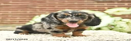 Miniature Dachshund dogs for sale: Cassie   - Ad 4