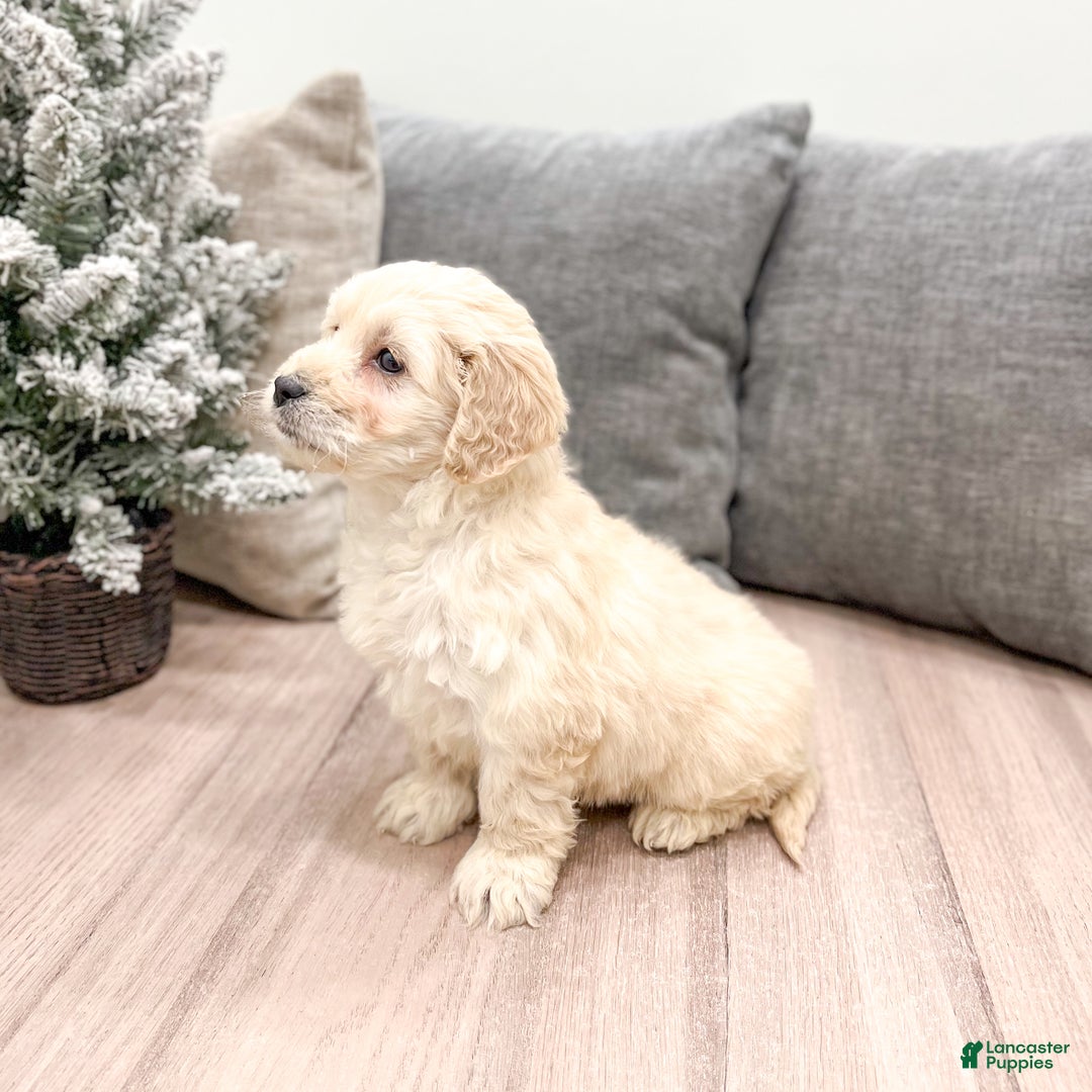 Goldendoodle dogs for sale: Chloe - Ad 6