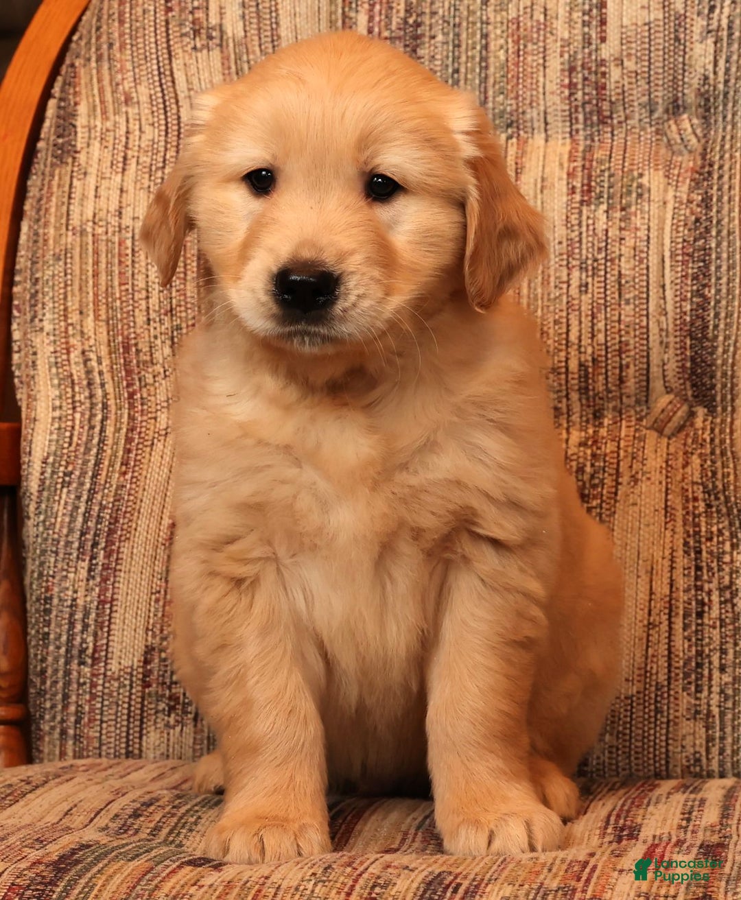 Golden Retriever dogs for sale: Rudolph - Ad 8