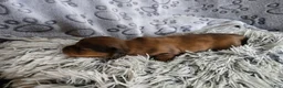 Miniature Dachshund dogs for sale: Deuce - Ad 20
