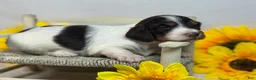 Miniature Dachshund dogs for sale: Chocolate Pie - long hair - Ad 2