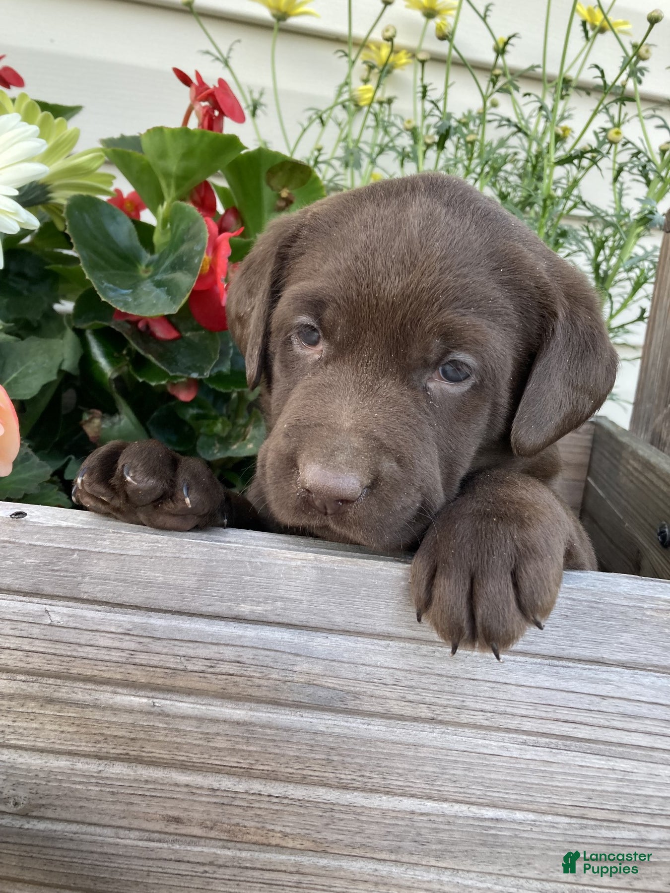 Labrador Retriever dogs for sale: Baylee - Ad 3
