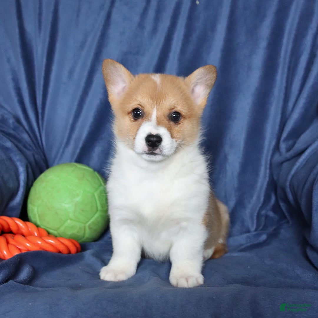 Welsh Corgi Pembroke dogs for sale: Sharon - Ad 4
