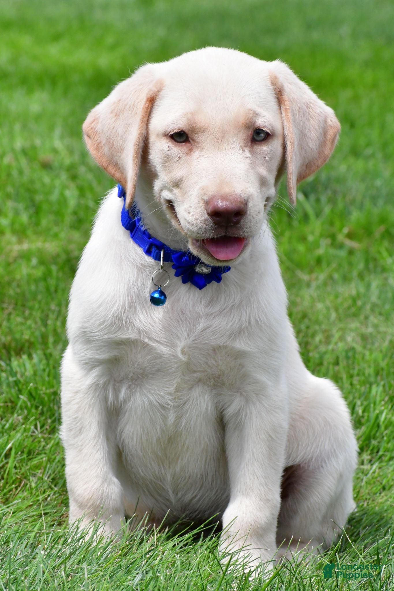 Labrador Retriever dogs Tammy - Ad 1