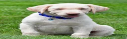 Labrador Retriever dogs for sale: Tammy - Ad 1