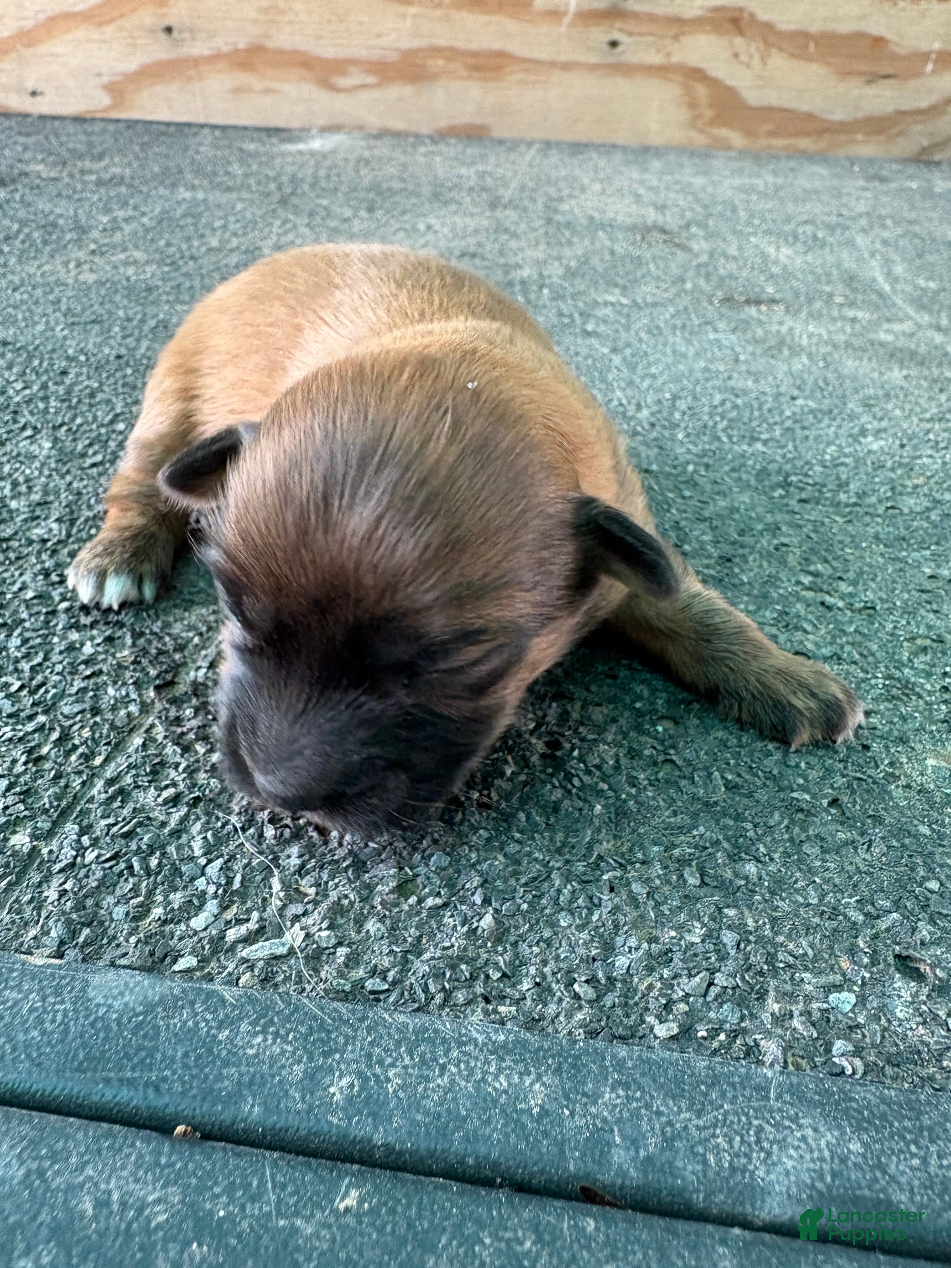 Mixed Breed dogs Mixed Breed Puppy 1 - Ad 16