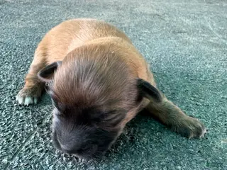 Mixed Breed dogs Mixed Breed Puppy 1 - Ad 16