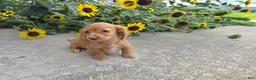 Miniature Dachshund dogs for sale: Hope - Ad 4