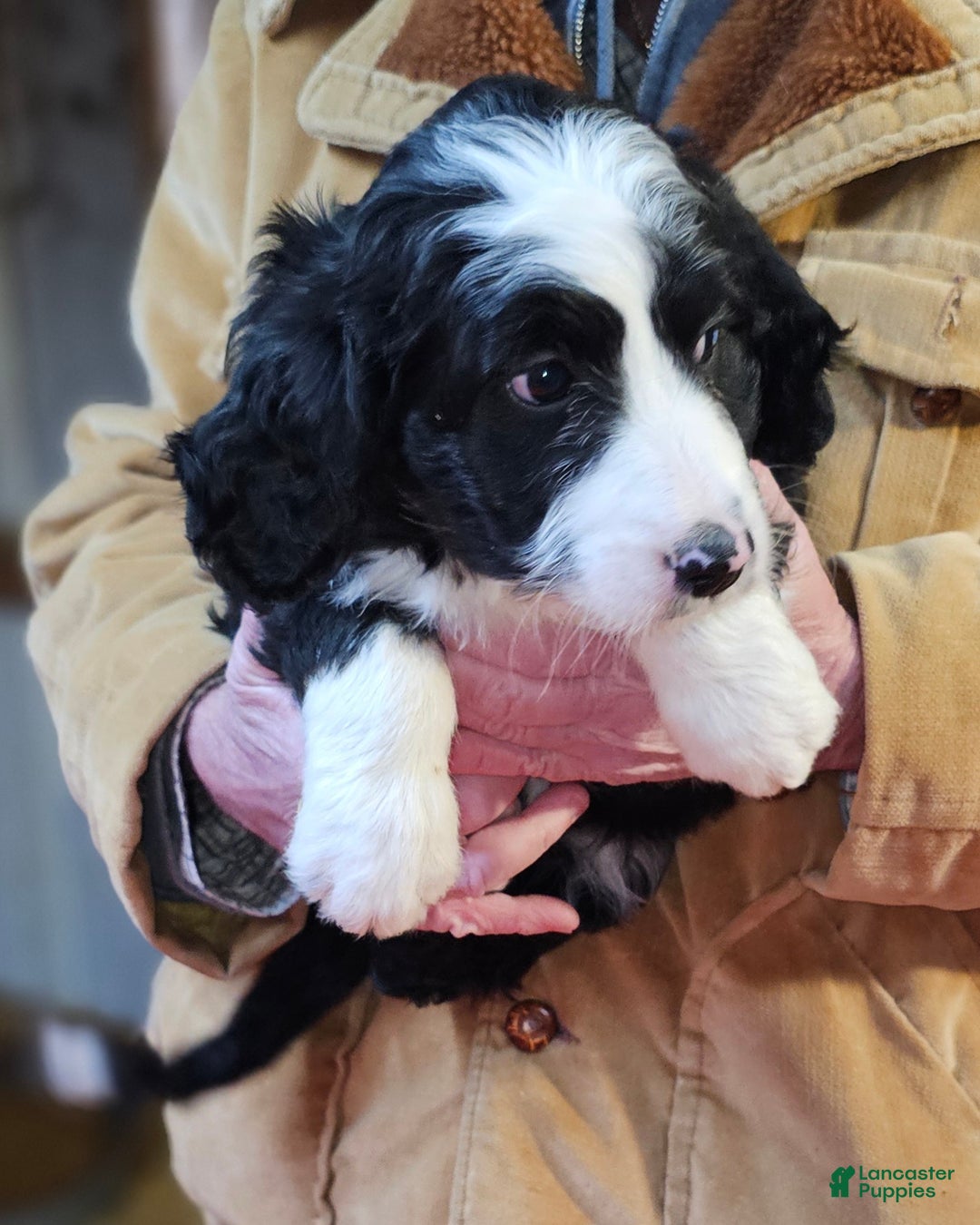 Bernedoodle dogs for sale: Bernedoodle Puppy 1 - Ad 4