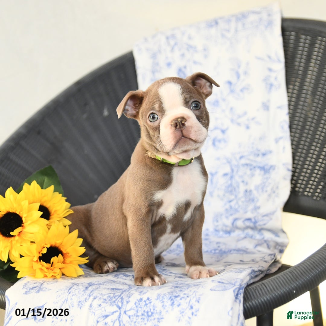 Boston Terrier dogs for sale: Clifford - Ad 2