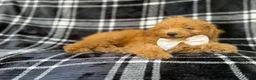 Mini Goldendoodle dogs for sale: Dayton - Ad 5