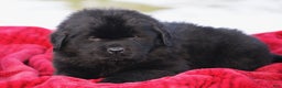 Newfoundland dogs for sale: Tuck - Ad 1
