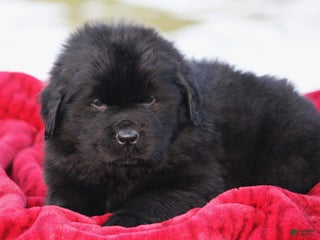 Newfoundland dogs Tuck - Ad 37