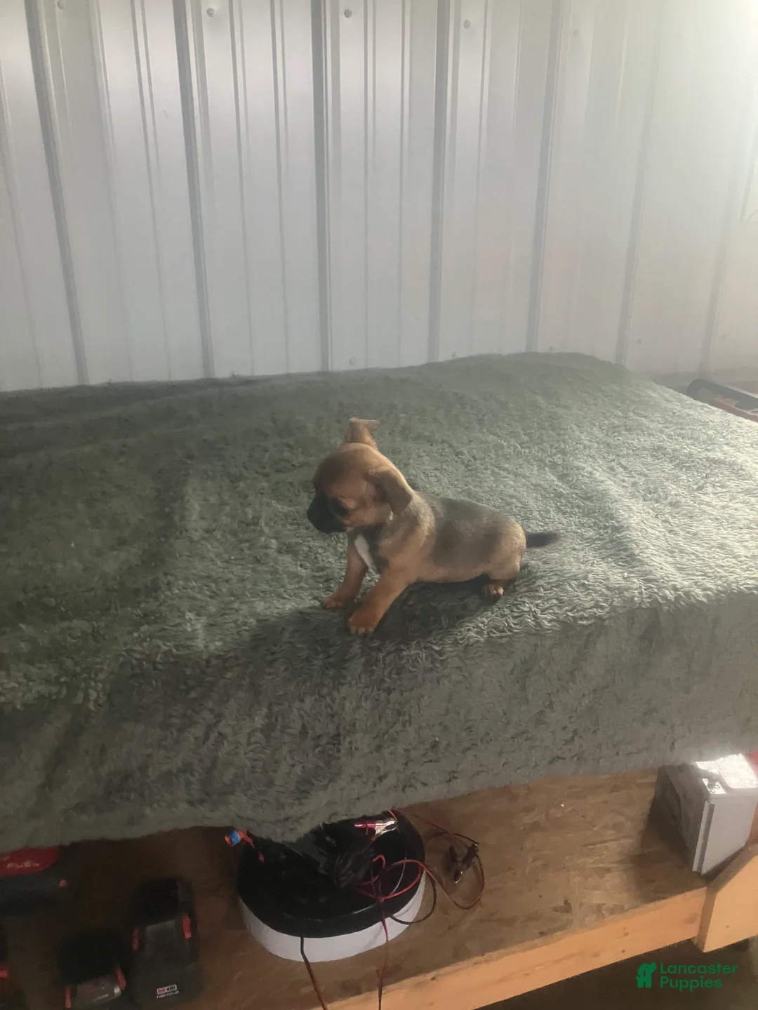 Chihuahua dogs for sale: Chihuahua Puppy 2 - Ad 2
