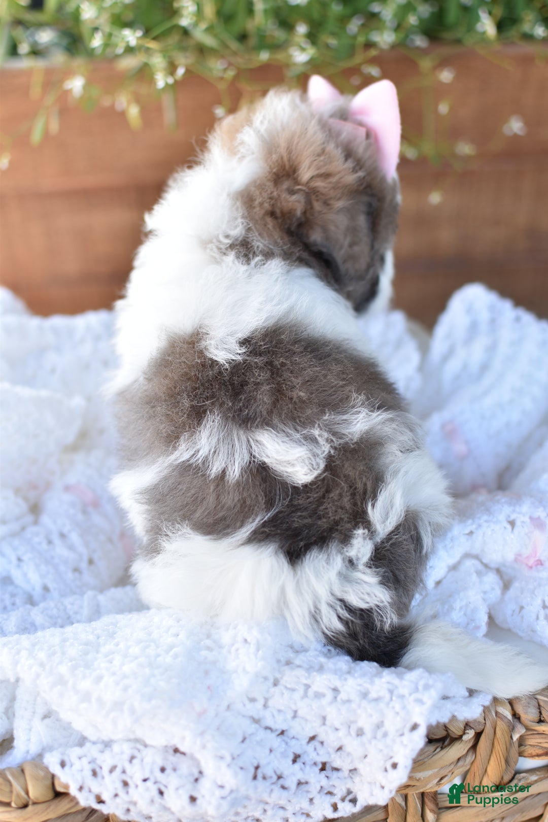 Mixed Breed dogs for sale: Snickers - Ad 3