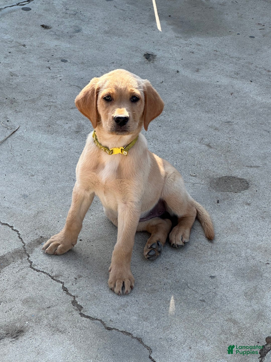 Labrador Retriever dogs for sale: Labrador Retriever Puppy 1 - Ad 1