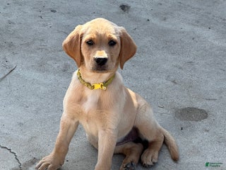 Labrador Retriever dogs Labrador Retriever Puppy 1 - Ad 2