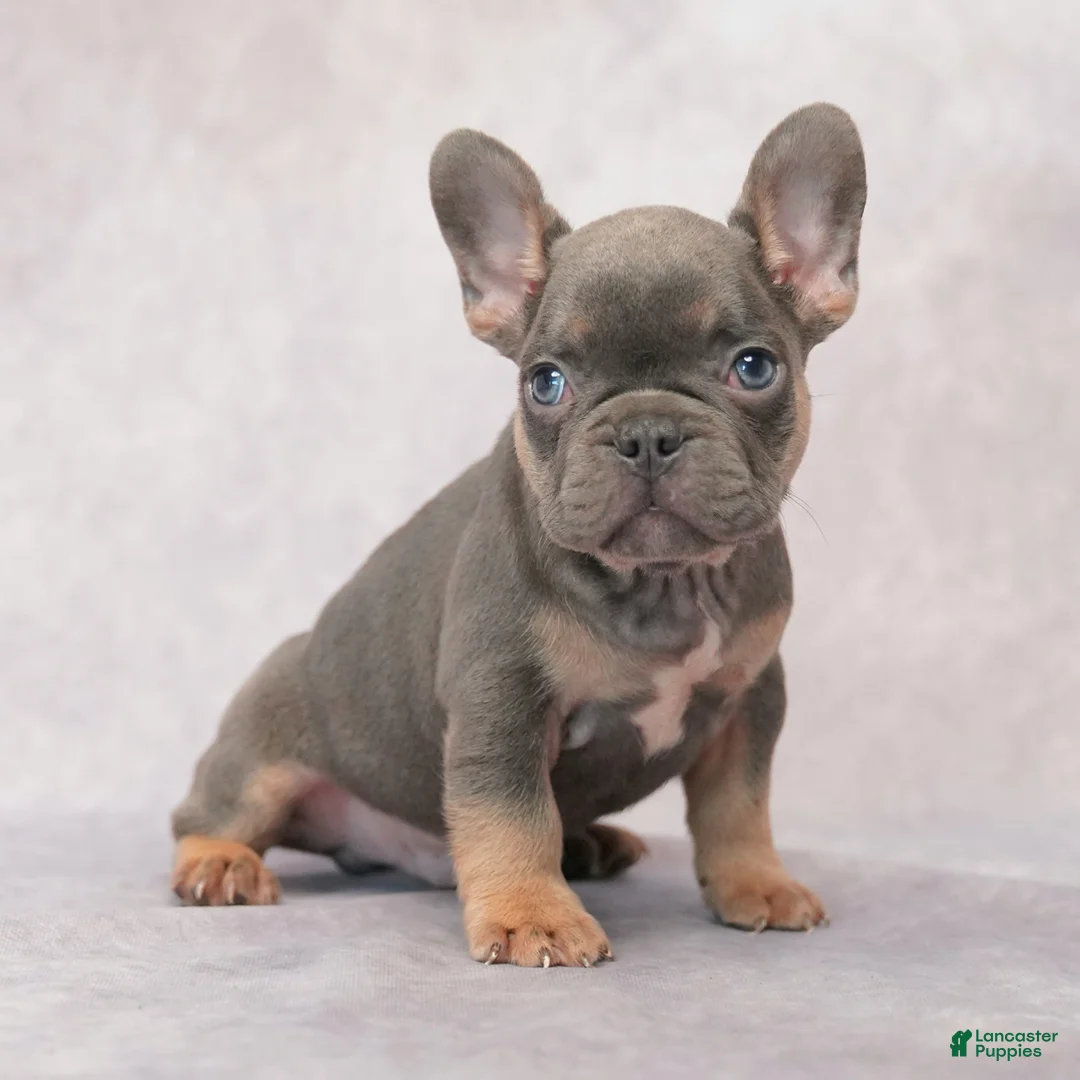 French Bulldog dogs for sale: Milo - Ad 2