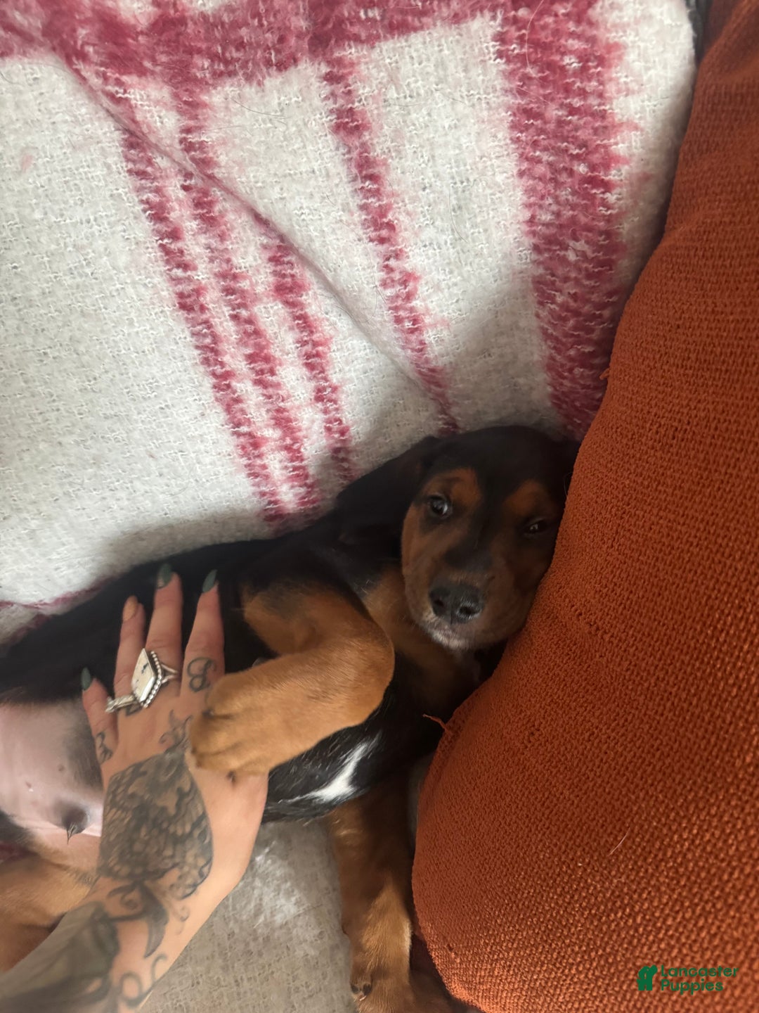 Mixed Breed dogs for sale: Mixed Breed Puppy 4 - Ad 9