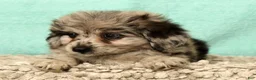 Mini Aussiedoodle dogs for sale: Moose - Ad 9