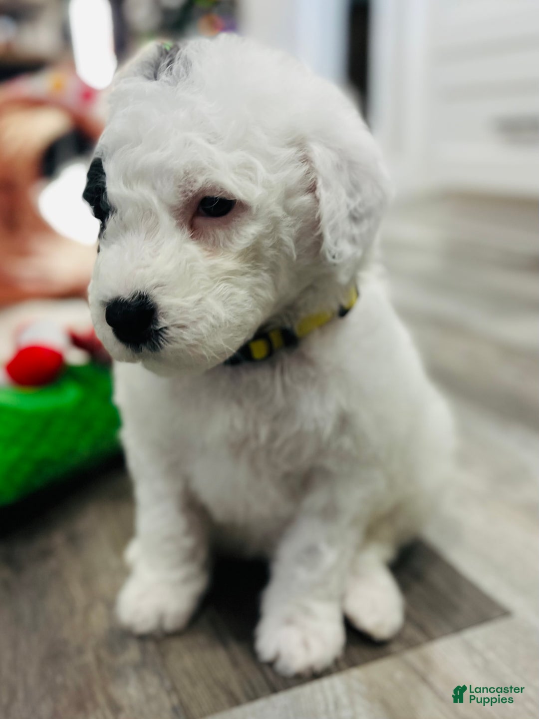 Sheepadoodle dogs for sale: Sheepadoodle Puppy 5 - Ad 6