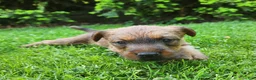 Irish Terrier dogs for sale: Daisy - Ad 4