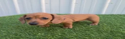 Miniature Dachshund dogs for sale: Betsy - Ad 5