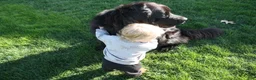 Newfoundland dogs for sale: Ember - Ad 14