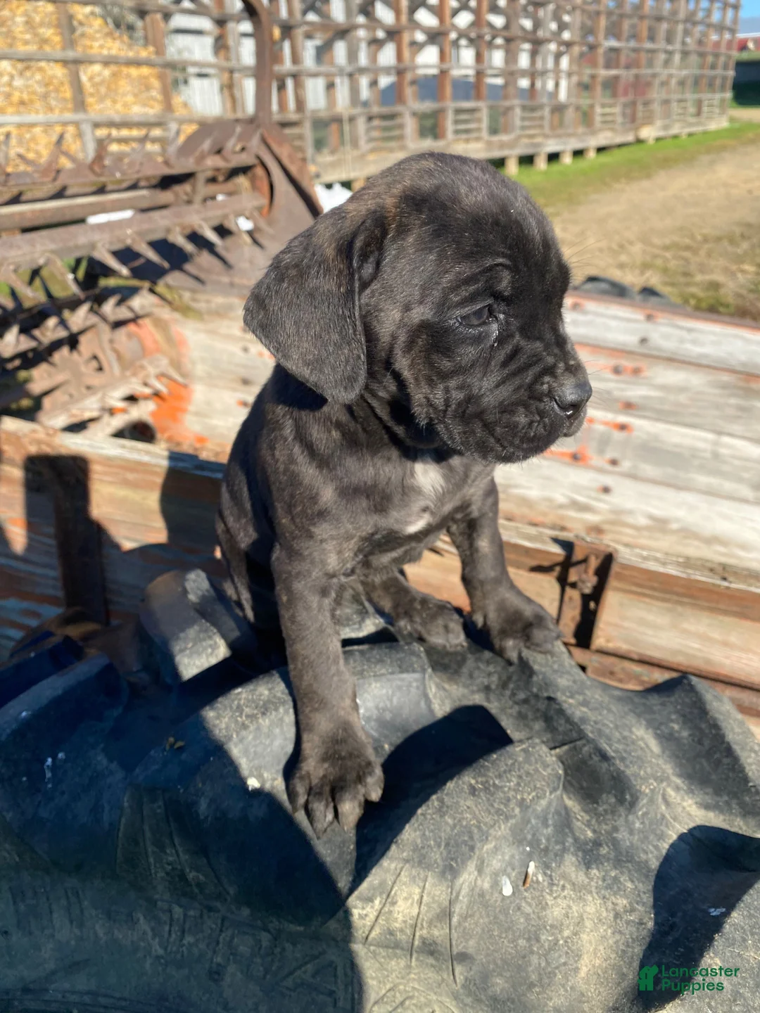 Cane Corso dogs for sale: Cookie - Ad 10