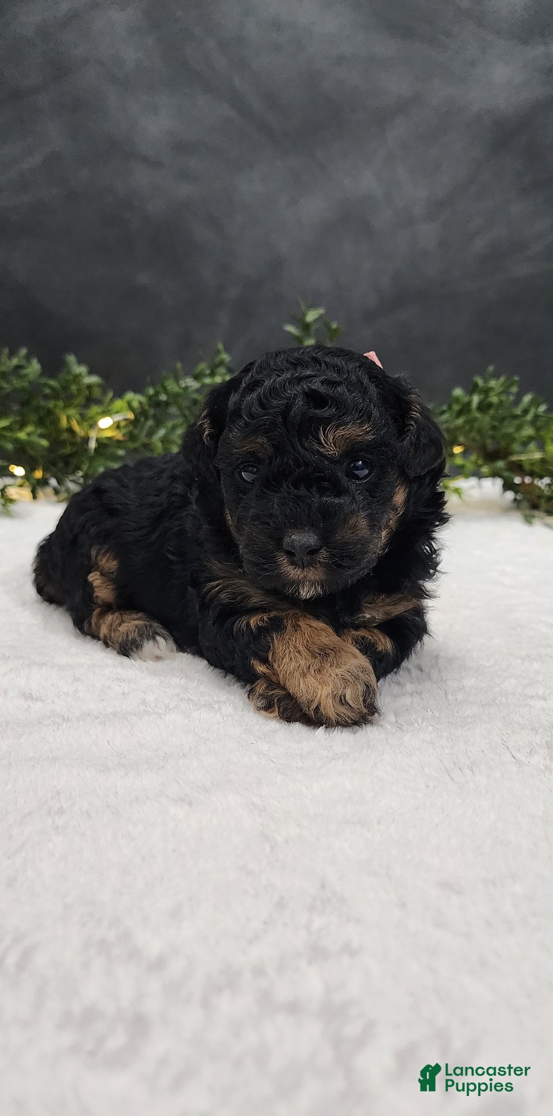 Miniature Poodle dogs for sale: Faith  - Ad 1