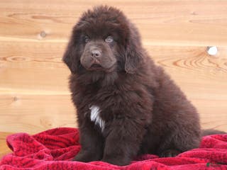 Newfoundland dogs Paisley - Ad 12