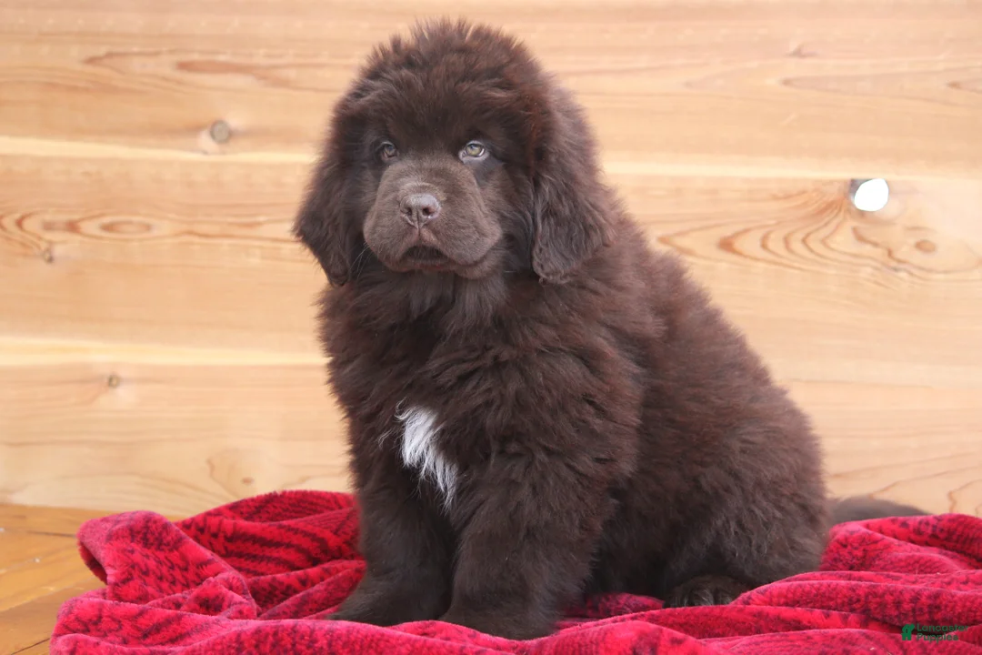 Newfoundland dogs for sale: Paisley-pending - Ad 2