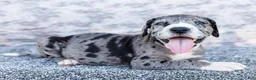 Great Dane dogs for sale: Charles - Ad 8