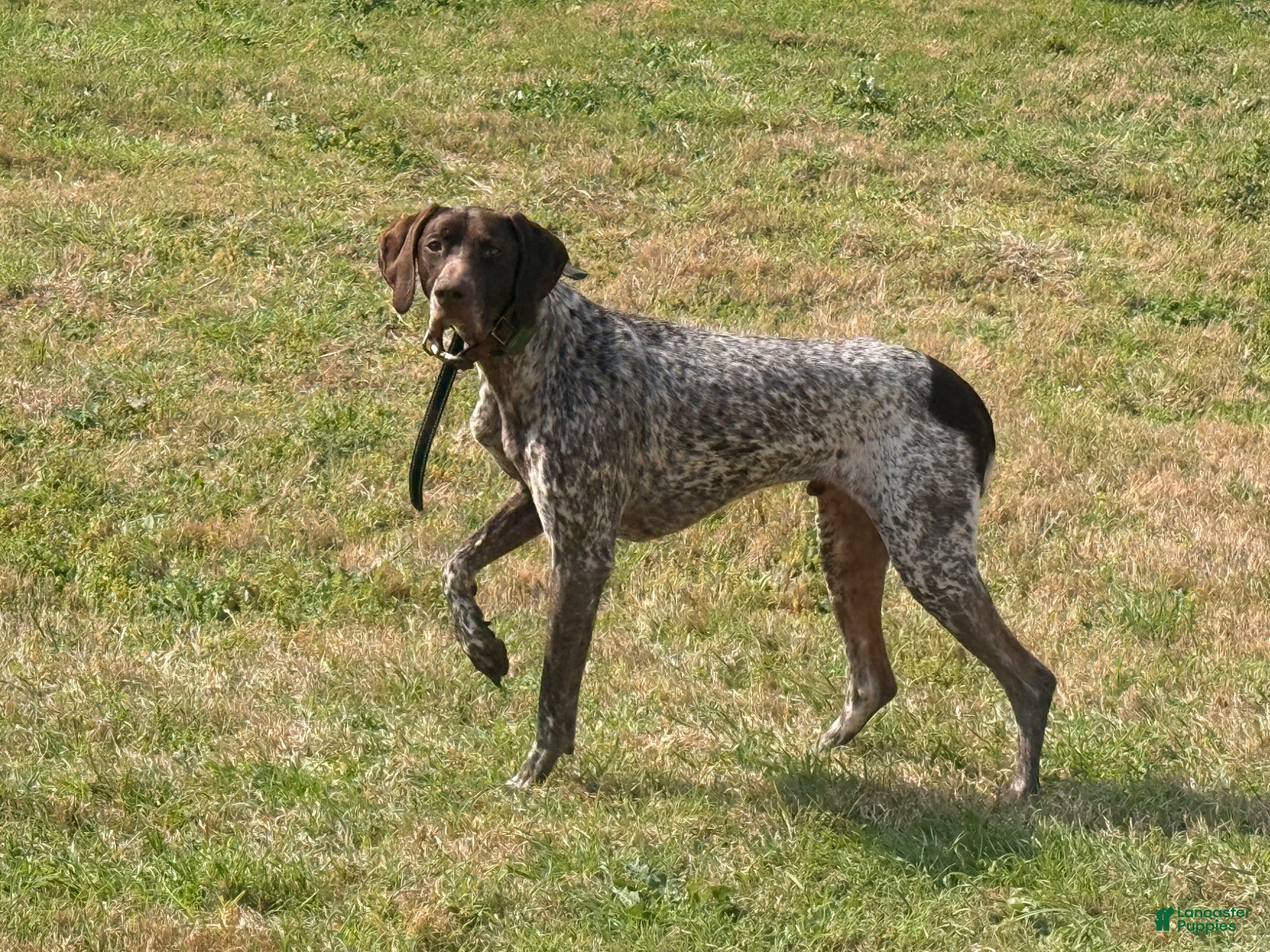 German Shorthaired Pointer dogs German Shorthaired Pointer 3years old - Ad 1