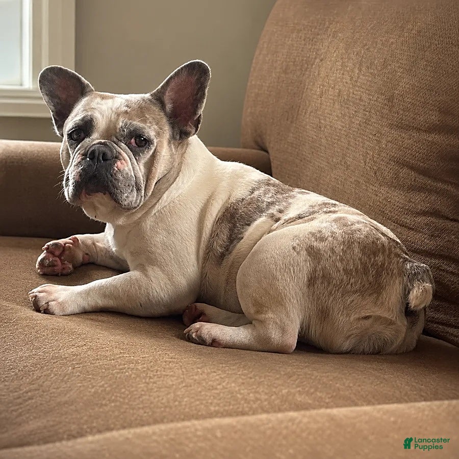 French Bulldog dogs Benny - Ad 2