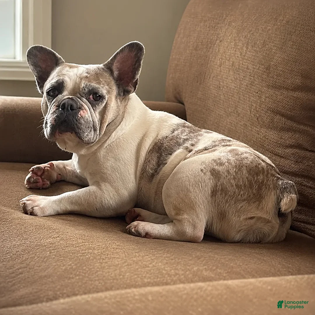 French Bulldog dogs for sale: Benny - Ad 2