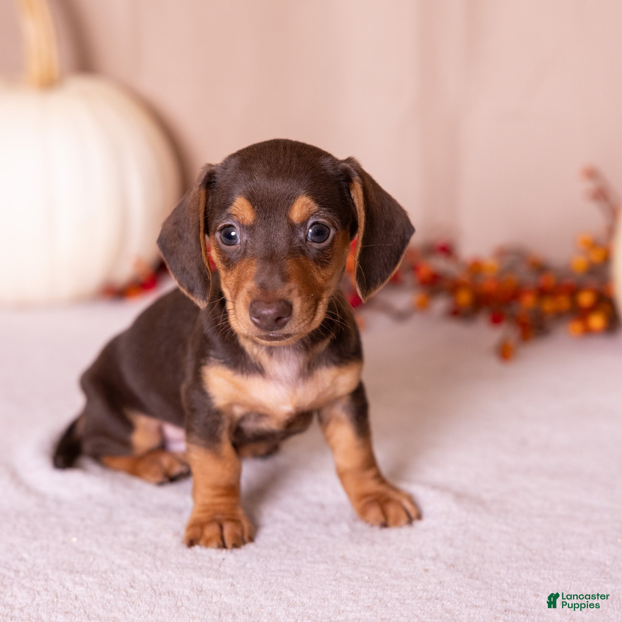 Miniature Dachshund dogs Scout - Ad 2