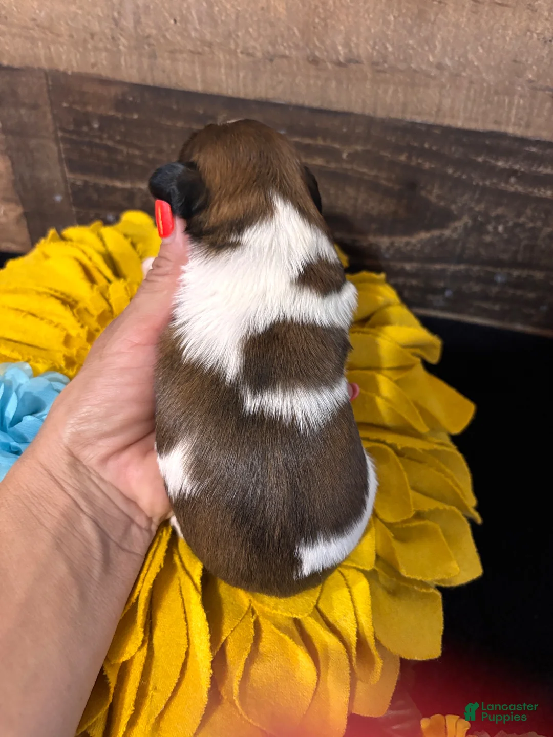 Shih Tzu dogs for sale: Shih Tzu 1 - Ad 2