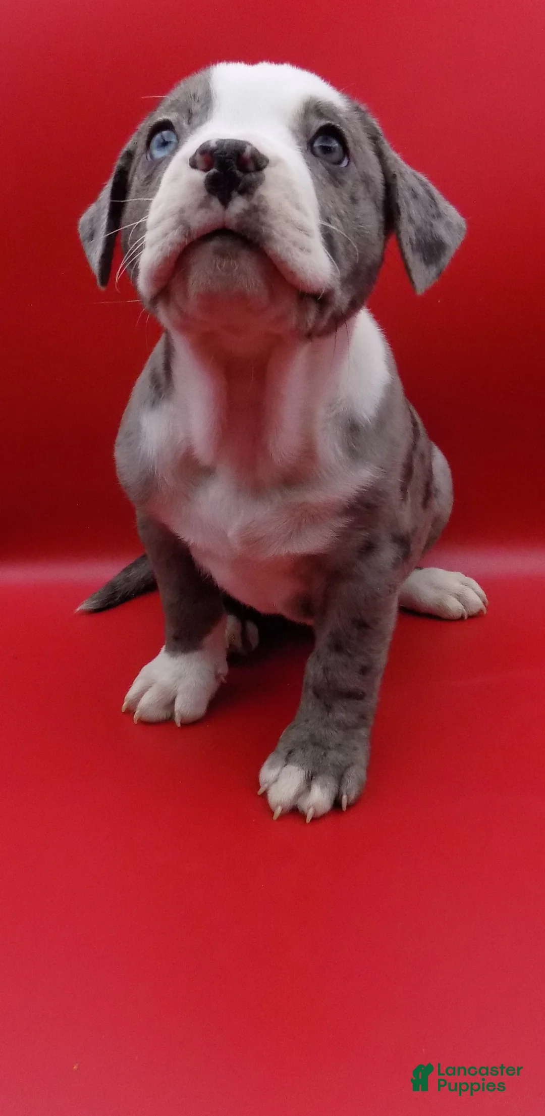 Mixed Breed dogs for sale: Bugs - Ad 2