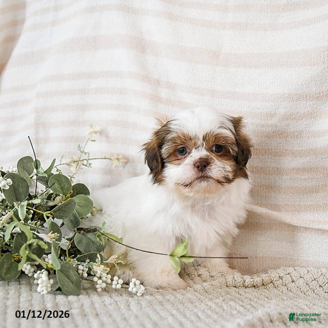 Shih Tzu dogs for sale: Bruno - Ad 1