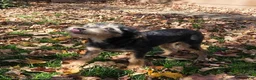 Yorkiepoo dogs for sale: Teddy - Ad 2