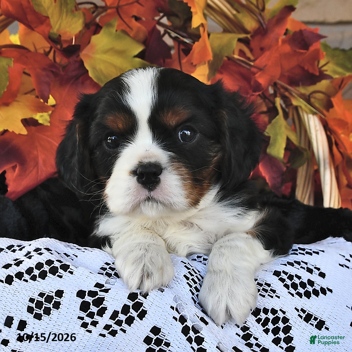 Cavalier King Charles Spaniel dogs for sale: Cowan  - Ad 2